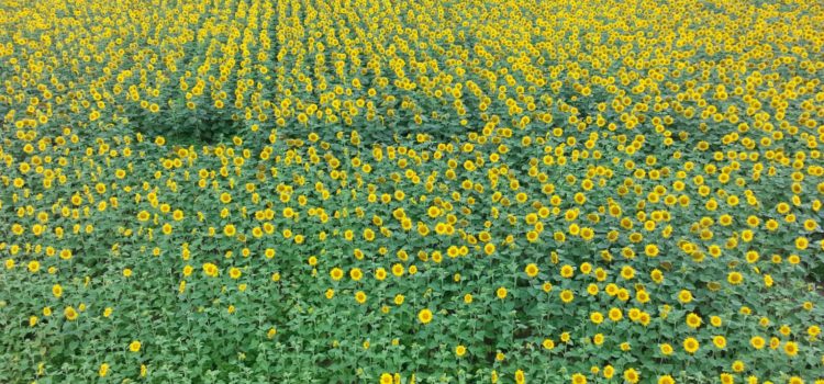 New Conservationism – die neue Art von Klima- und Naturschutz New Conservationism – die neue Art von Klima- und Naturschutz